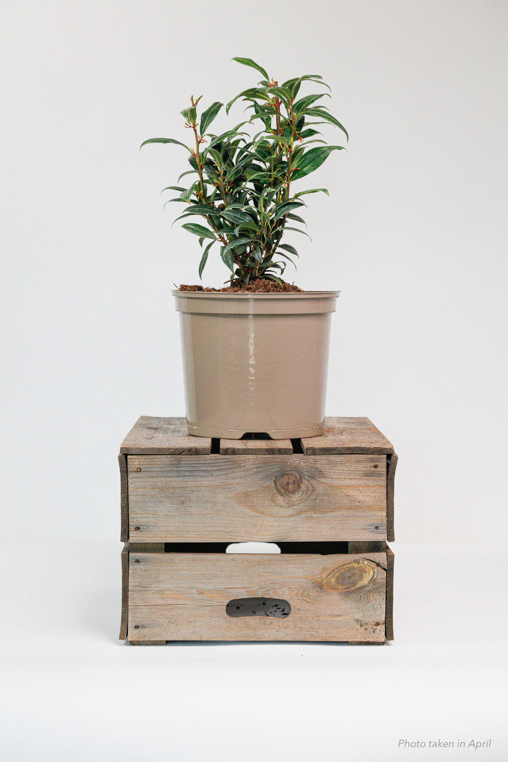 products/SotoProductShootLowQ-1921.jpg
